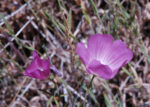 Sidalcea glaucescens Waxy Checkerbloom, Sidalcea glaucescens