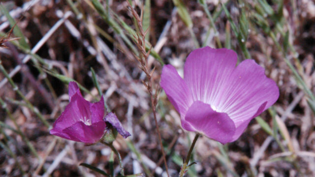 Sidalcea glaucescens Waxy Checkerbloom, Sidalcea glaucescens