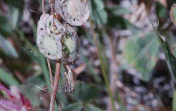 Thysanocarpus curvipes Lacepod, Thysanocarpus curvipes
