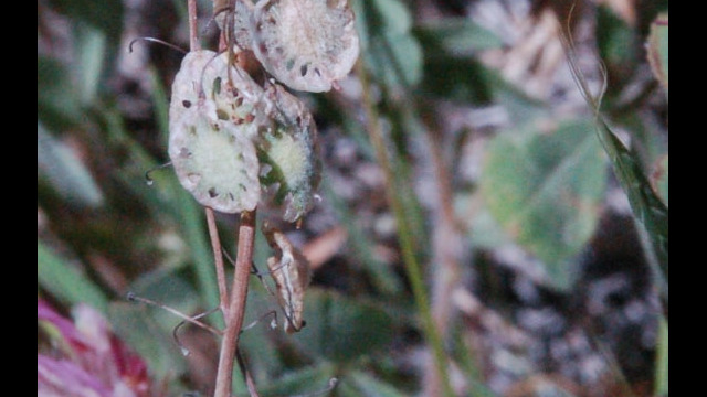 Thysanocarpus curvipes Lacepod, Thysanocarpus curvipes