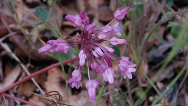 Dichelostemma volubile Twining Snake Lily, Dichelostemma volubile