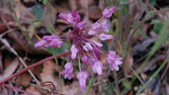 Dichelostemma volubile Twining Snake Lily, Dichelostemma volubile