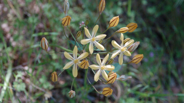Triteleia ixioides Pretty Face, Triteleia ixioides