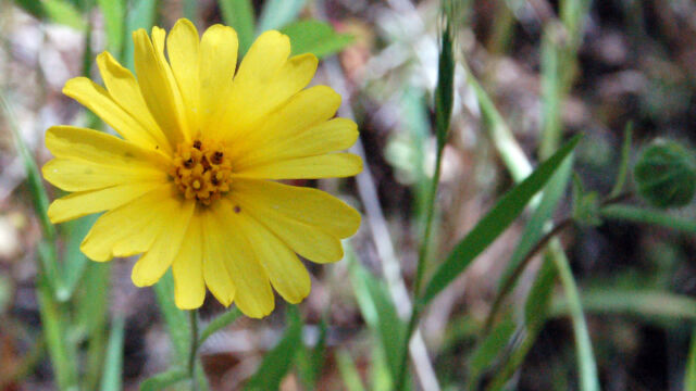 Madia elegans Common Madia, Madia elegans