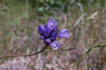 Dichelostemma capitatum Blue Dicks, Dichelostemma capitatum