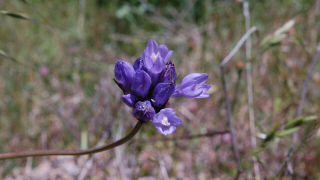 Dichelostemma capitatum Blue Dicks, Dichelostemma capitatum