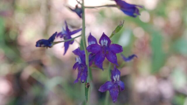 Delphinium patens Zigzag Larkspur, Delphinium patens