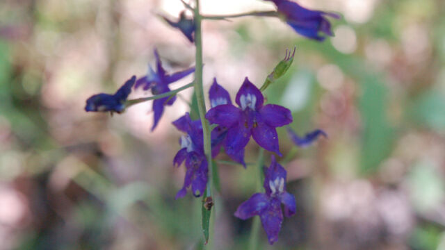 Delphinium patens Zigzag Larkspur, Delphinium patens