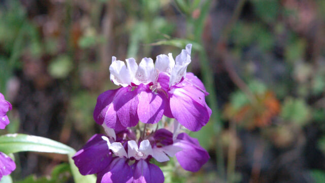 Collinsia heterophylla Chinese Houses, Collinsia heterophylla