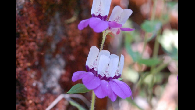 Collinsia heterophylla Chinese Houses, Collinsia heterophylla