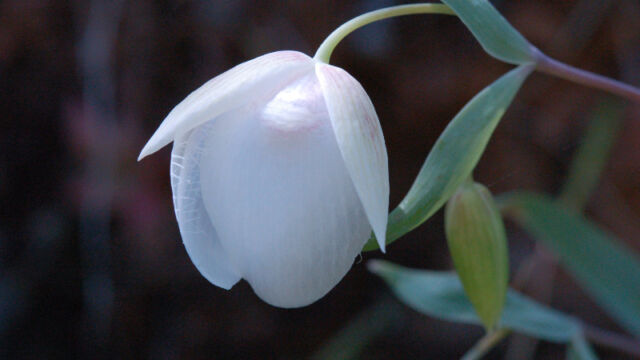 Calochortus albus Fairy Lantern, Calochortus albus