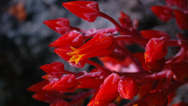 Dudleya cymosa Canyon Dudleya, Dudleya cymosa