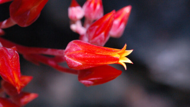 Dudleya cymosa Canyon Dudleya, Dudleya cymosa