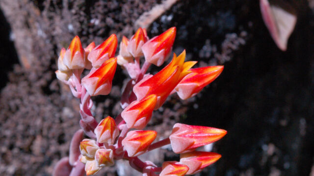 Dudleya cymosa Canyon Dudleya, Dudleya cymosa