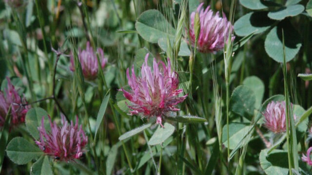 Trifolium hirtum Rosy Clover, Trifolium hirtum