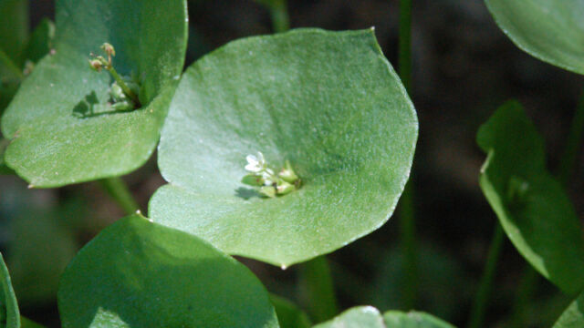 Claytonia perfoliata Miner's Lettuce, Claytonia perfoliata