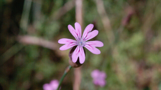 Petrorhagia dubia Hairypink, Petrorhagia dubia