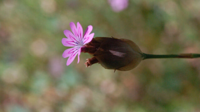 Petrorhagia dubia Hairypink, Petrorhagia dubia