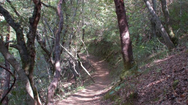 Early part of trail King Mountain trail