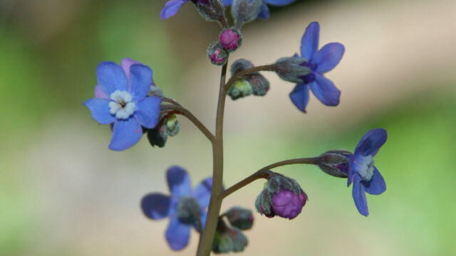 Cynoglossum grande Pacific Hound's Tongue, Cynoglossum grande
