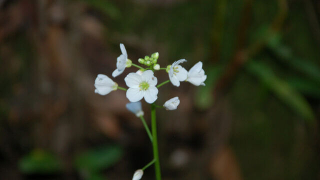 Cardamine californica Milk Maids, Cardamine californica