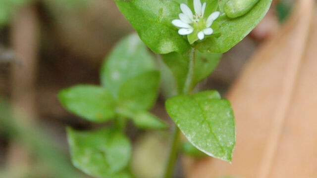 Stellaria media Chickweed, Stellaria media