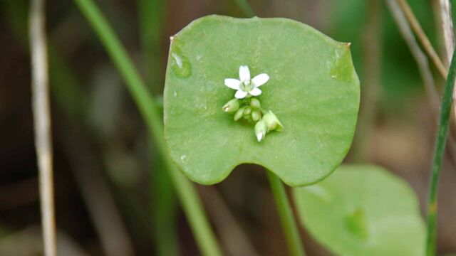 Claytonia perfoliata Miner's Lettuce, Claytonia perfoliata