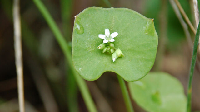 Claytonia perfoliata Miner's Lettuce, Claytonia perfoliata