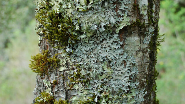 Lichen on tree King Mountain Trail
