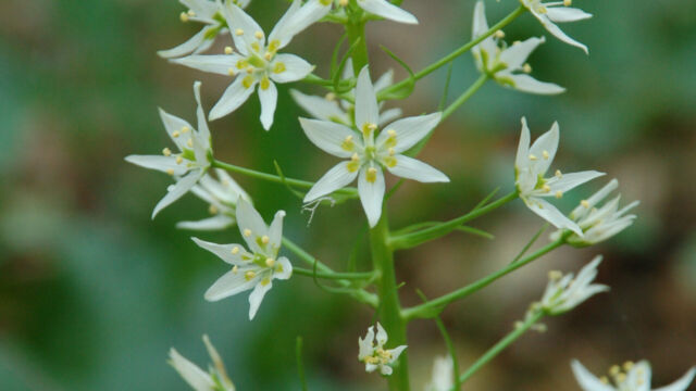 Zigadenus fremontii Fremont's Star Lily, Zigadenus fremontii