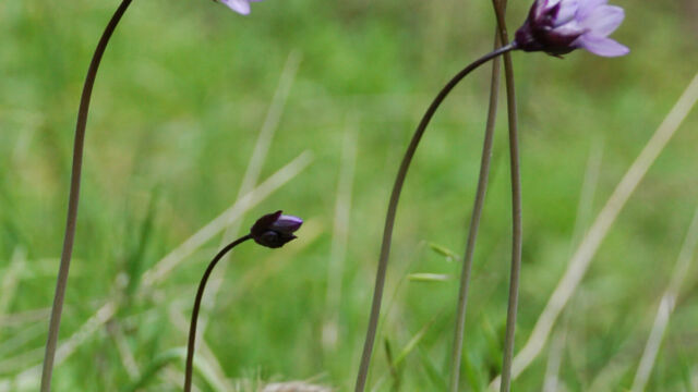 Dichelostemma capitatum Blue Dicks, Dichelostemma capitatum