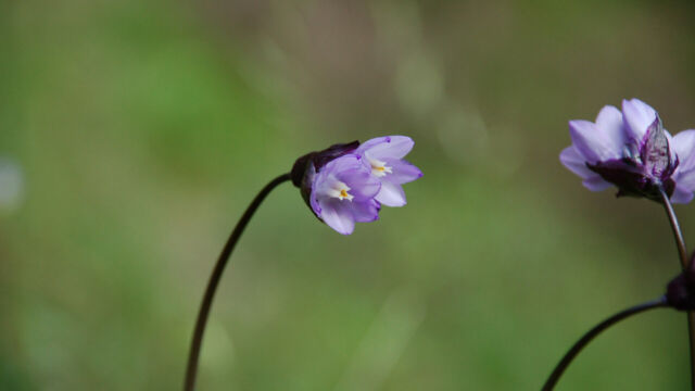 Dipterostemon capitatus subsp. capitatus Blue dicks, Dipterostemon capitatus subsp. capitatus