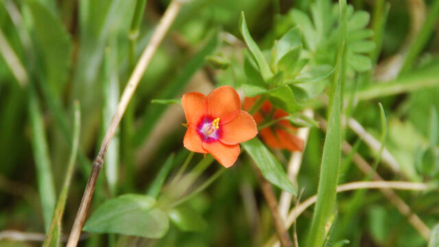 Lysimachia arvensis Scarlet pimpernel, Lysimachia arvensis