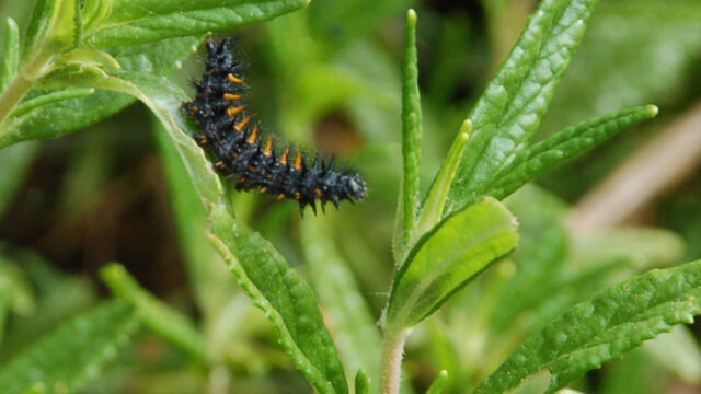 Caterpillar King Mountain