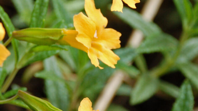 Diplacus aurantiacus Bush Monkey Flower, Diplacus aurantiacus