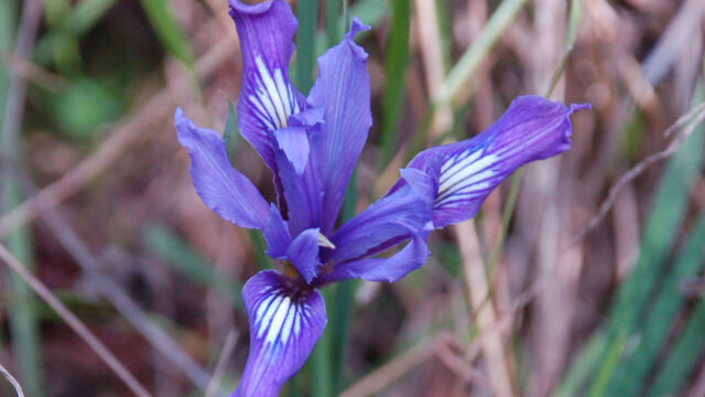 Iris douglasiana Douglas' Iris, Iris douglasiana