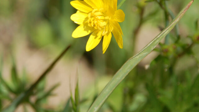 Ranunculus californicus California Buttercup, Ranunculus californicus