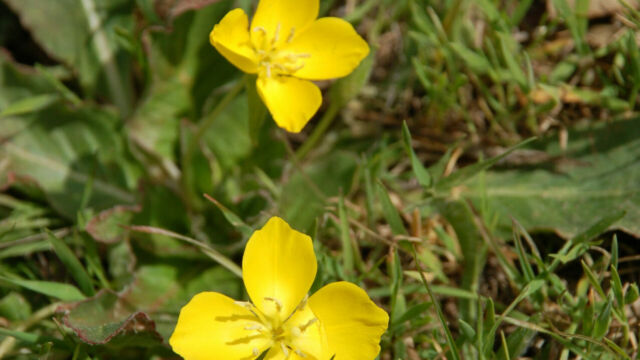 Camissonia ovata Sun Cup, Camissonia ovata