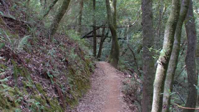 Deeper into the woods King Mountain trail