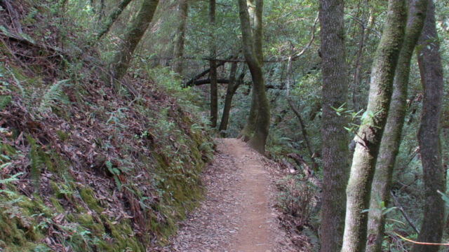 Deeper into the woods King Mountain trail