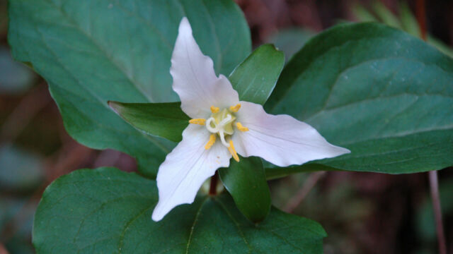 Trillium ovatum Pacific Trillium, Trillium ovatum