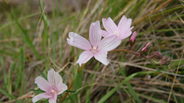 Sidalcea malviflora Checkerbloom, Sidalcea malviflora