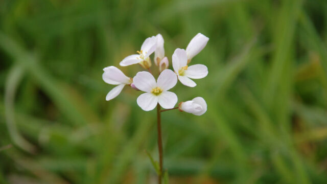 Cardamine californica Milk Maids, Cardamine californica