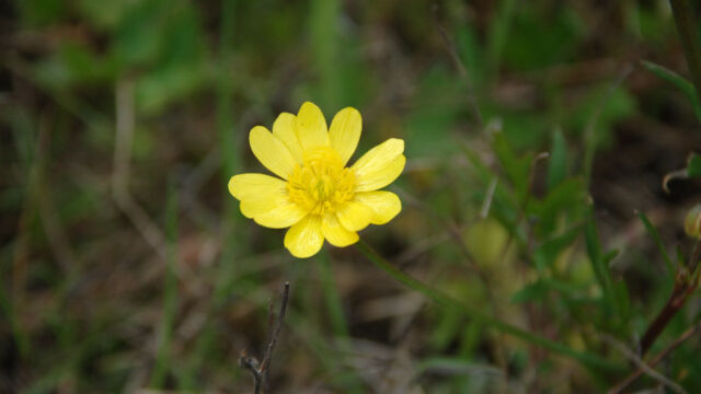 Ranunculus californicus California Buttercup, Ranunculus californicus