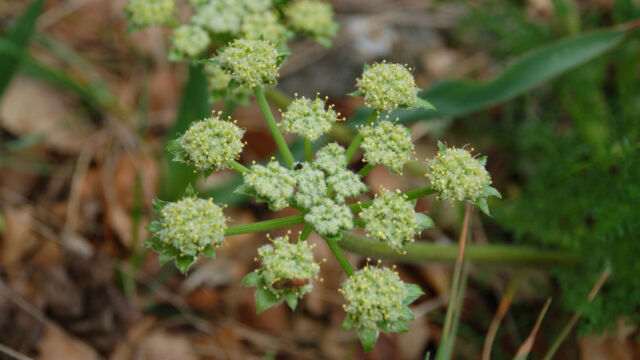 Lomatium dasycarpum Hog Fennel, Lomatium dasycarpum