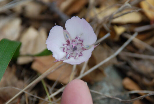 Calochortus umbellatus Oakland Mariposa Lily, Calochortus umbellatus