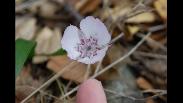 Calochortus umbellatus Oakland Mariposa Lily, Calochortus umbellatus