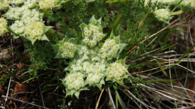Lomatium dasycarpum Hog Fennel, Lomatium dasycarpum