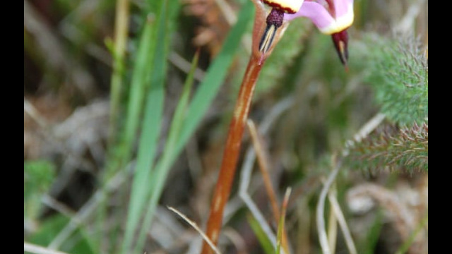 Henderson's shooting star Henderson's shooting star, Primula hendersonii
