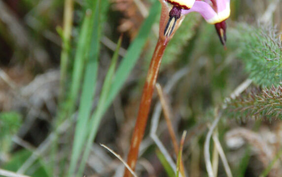 Henderson's shooting star Henderson's shooting star, Primula hendersonii
